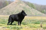 SCHIPPERKE 169